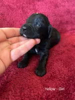 Janey - yellow collar, a female Cavapoo for sale in Tempe, AZ – Photo 4 of 10