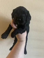 Janey - yellow collar, a female Cavapoo for sale in Tempe, AZ – Photo 9 of 10