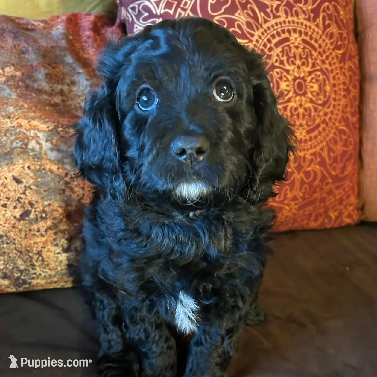 JoJo - green collar, a male Cavapoo for sale in Tempe, AZ – Photo 4 of 10