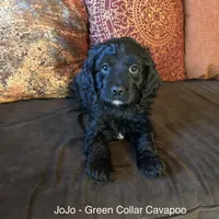 JoJo - green collar, a male Cavapoo for sale in Tempe, AZ – Photo 6 of 10