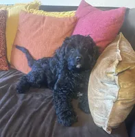 JoJo - green collar, a male Cavapoo for sale in Tempe, AZ – Photo 2 of 10