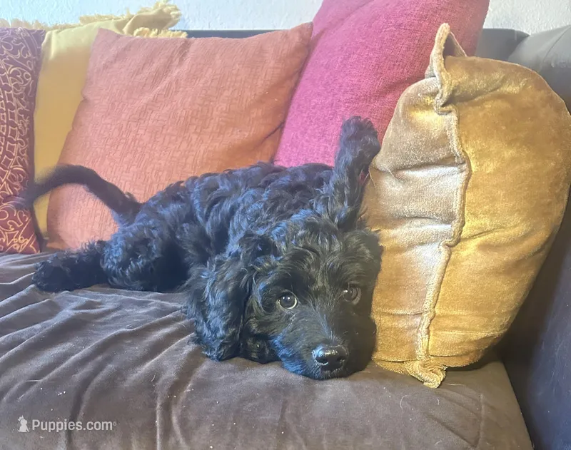 JoJo - green collar – Cavapoo puppy for sale in Tempe, AZ