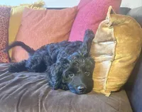 JoJo - green collar, a male Cavapoo for sale in Tempe, AZ – Photo 1 of 10