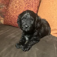 JoJo - green collar, a male Cavapoo for sale in Tempe, AZ – Photo 9 of 10