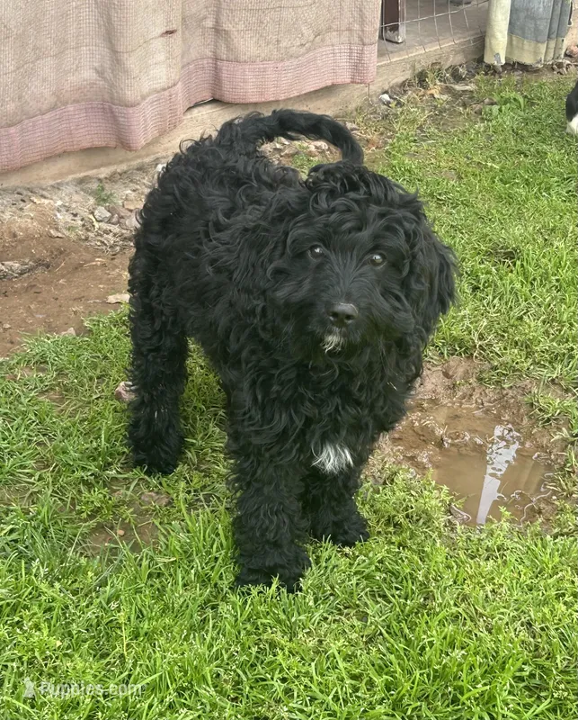 JoJo - green collar – Cavapoo puppy for sale in Tempe, AZ