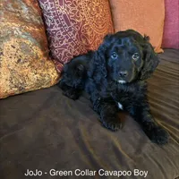 JoJo - green collar, a male Cavapoo for sale in Tempe, AZ – Photo 3 of 10