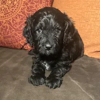 JoJo - green collar, a male Cavapoo for sale in Tempe, AZ – Photo 7 of 10