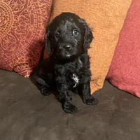 JoJo - green collar, a male Cavapoo for sale in Tempe, AZ – Photo 8 of 10