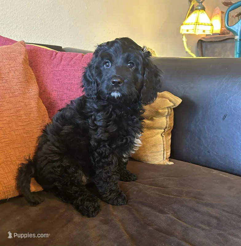 JoJo - green collar – Cavapoo puppy for sale in Tempe, AZ