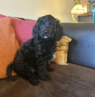JoJo - green collar, a male Cavapoo for sale in Tempe, AZ – Photo 1 of 10