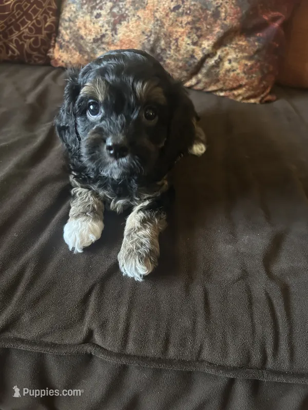 Blue collar Cavapoo Boy – Cavapoo puppy for sale in Tempe, AZ