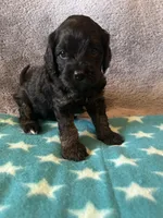 Pink Collar Girl, a female Cavapoo for sale in Tempe, AZ – 3 of 4