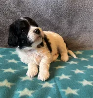 Green Collar Boy, a male Cavapoo for sale in Tempe, AZ – 2 of 4