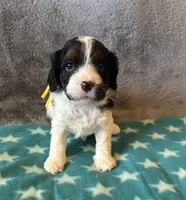 Yellow Collar Girl, a female Cavapoo for sale in Tempe, AZ – 4 of 4