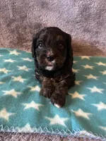 Purple Collar Girl, a female Cavapoo for sale in Tempe, AZ – 4 of 5