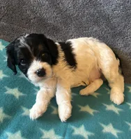 Green Collar Boy, a male Cavapoo for sale in Tempe, AZ – 4 of 4