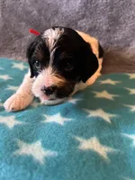 Red Collar Girl, a female Cavapoo for sale in Tempe, AZ – 4 of 5