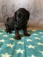 Pink Collar Girl, a female Cavapoo for sale in Tempe, AZ – 2 of 4