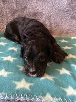 Purple Collar Girl, a female Cavapoo for sale in Tempe, AZ – 3 of 5
