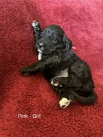 Jazzy - Pink collar, a female Cavapoo for sale in Tempe, AZ – Photo 5 of 7