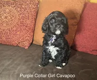 Jollie - Purple collar, a female Cavapoo for sale in Tempe, AZ – Photo 4 of 10