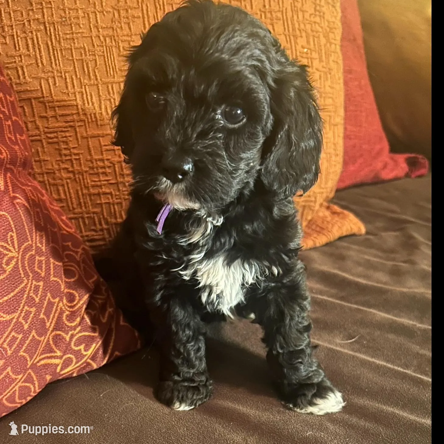 Jollie - Purple collar