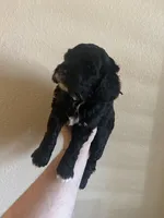 Jollie - Purple collar, a female Cavapoo for sale in Tempe, AZ – Photo 7 of 10