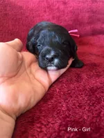 Jazzy - Pink collar, a female Cavapoo for sale in Tempe, AZ – Photo 4 of 7