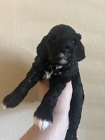 Jollie - Purple collar, a female Cavapoo for sale in Tempe, AZ – Photo 6 of 10