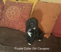Jollie - Purple collar, a female Cavapoo for sale in Tempe, AZ – Photo 2 of 10