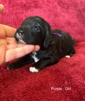 Jollie - Purple collar, a female Cavapoo for sale in Tempe, AZ – Photo 8 of 10