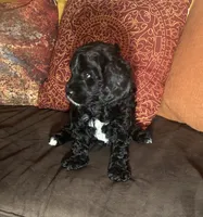 Jazzy - Pink collar, a female Cavapoo for sale in Tempe, AZ – Photo 2 of 7