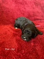 Jazzy - Pink collar, a female Cavapoo for sale in Tempe, AZ – Photo 6 of 7