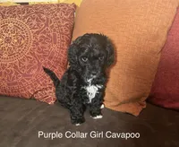 Jollie - Purple collar, a female Cavapoo for sale in Tempe, AZ – Photo 3 of 10