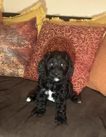 Jazzy - Pink collar, a female Cavapoo for sale in Tempe, AZ – Photo 1 of 7