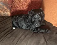 Jazzy - Pink collar, a female Cavapoo for sale in Tempe, AZ – Photo 3 of 7