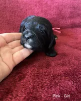 Jazzy - Pink collar, a female Cavapoo for sale in Tempe, AZ – Photo 7 of 7