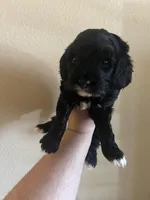 Jollie - Purple collar, a female Cavapoo for sale in Tempe, AZ – Photo 5 of 10