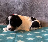 Red Collar Girl, a female Cavapoo for sale in Tempe, AZ – 1 of 5