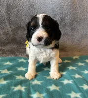 Yellow Collar Girl, a female Cavapoo for sale in Tempe, AZ – 2 of 4