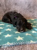 Purple Collar Girl, a female Cavapoo for sale in Tempe, AZ – 5 of 5