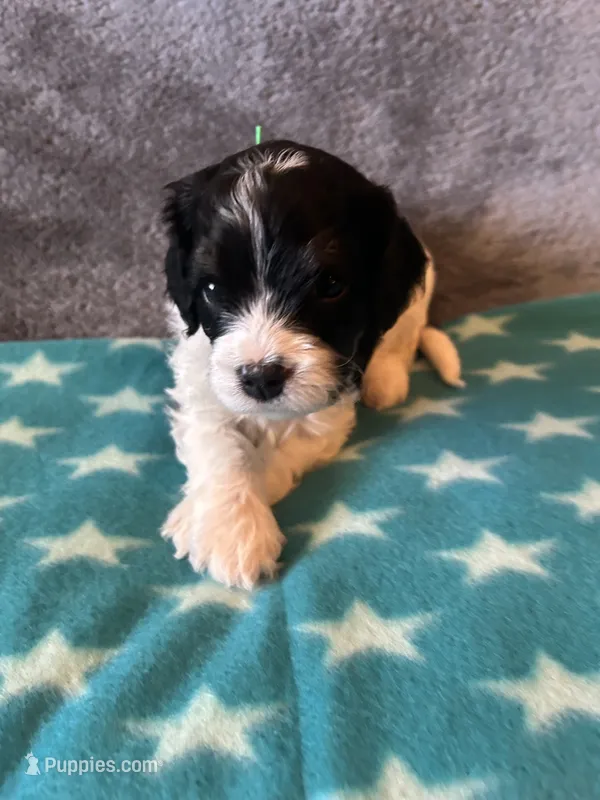 Green Collar Boy, a male Cavapoo for sale in Tempe, AZ – 1 of 4