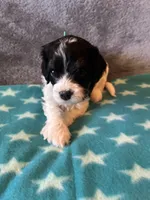 Green Collar Boy, a male Cavapoo for sale in Tempe, AZ – 1 of 4