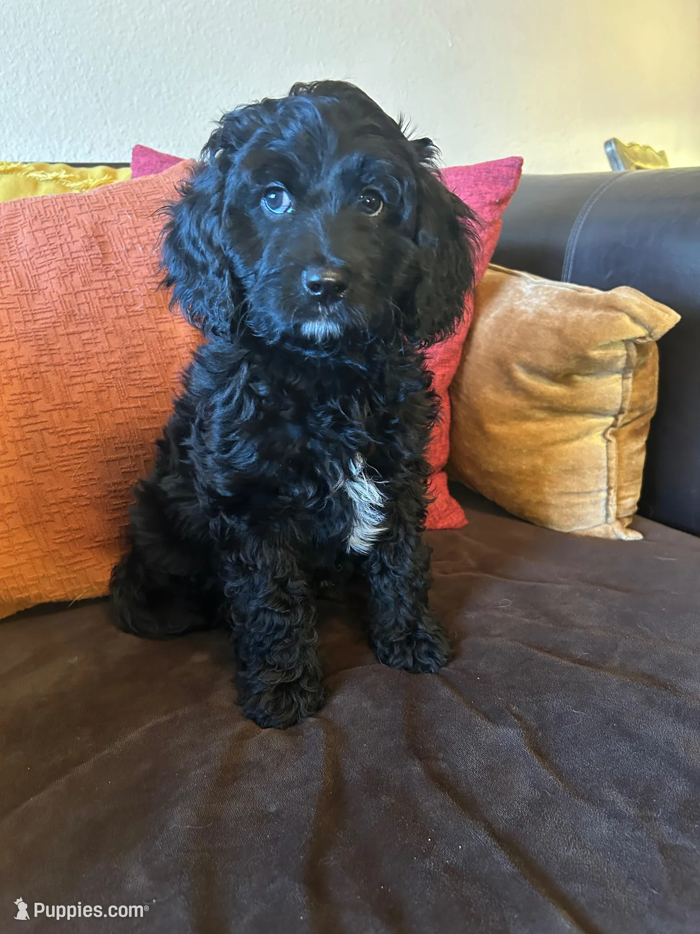 JoJo - green collar, a male Cavapoo for sale in Tempe, AZ – Photo 4 of 10