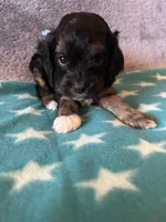 Blue collar Cavapoo Boy, a male Cavapoo for sale in Tempe, AZ – 2 of 4