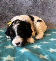 Yellow Collar Girl, a female Cavapoo for sale in Tempe, AZ – 3 of 4