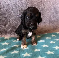 Blue collar Cavapoo Boy, a male Cavapoo for sale in Tempe, AZ – 4 of 4