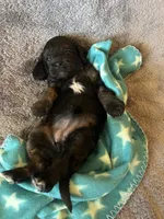 Pink Collar Girl, a female Cavapoo for sale in Tempe, AZ – 1 of 4