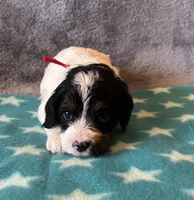 Red Collar Girl, a female Cavapoo for sale in Tempe, AZ – 2 of 5