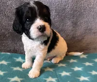 Green Collar Boy, a male Cavapoo for sale in Tempe, AZ – 3 of 4
